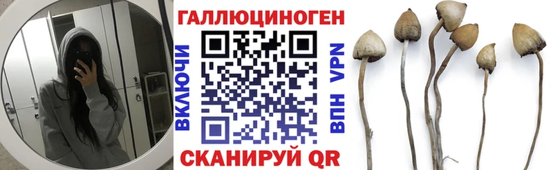 omg ссылка  Елизово  Псилоцибиновые грибы Psilocybe 